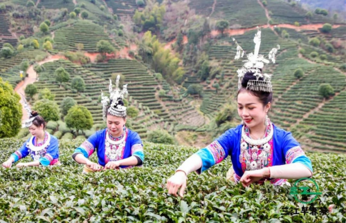以茶为媒 助力乡村振兴|2022广西春茶节暨三江早春茶开采仪式在广西三江举行