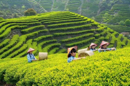 2022年“国际茶日”中国主场活动暨潮州工夫茶大会新闻发布会在穗举行图2