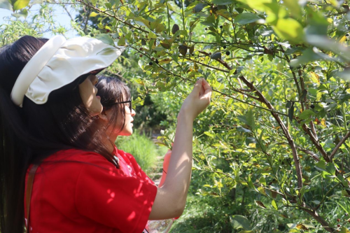 探访古丈县蒿根坪村：探寻羊肚菌与蓝莓产业的璀璨风采