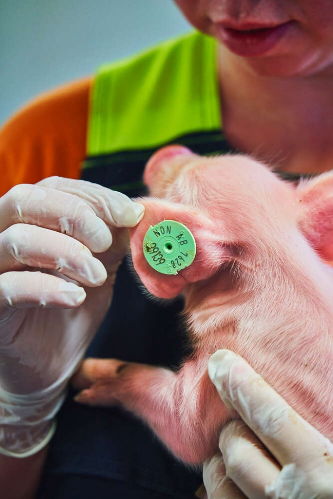 健康需求升级驱动食品安全升级，芬兰无抗肉品牌 Atria 阿特睿凭北欧严苛标准与全程溯源系统筑牢肉类安全防线