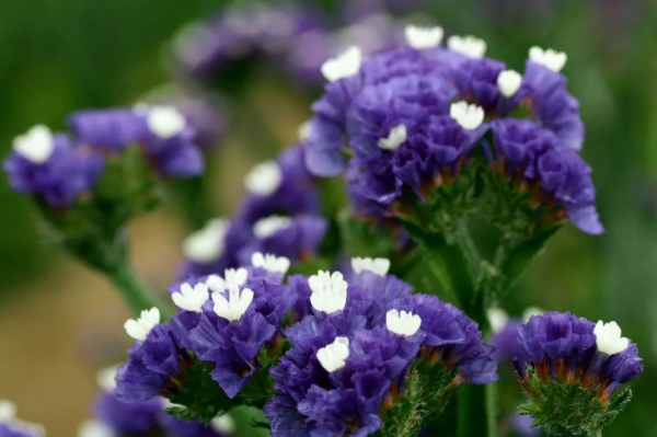 1567063242202216.png 图片1.png