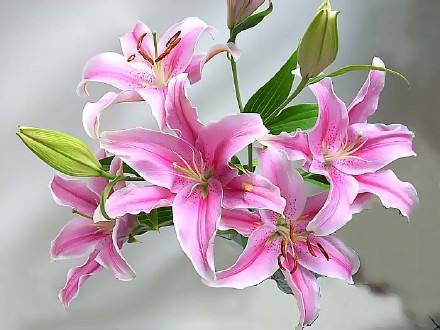 1567062838464401.jpg 百合花458.jpg