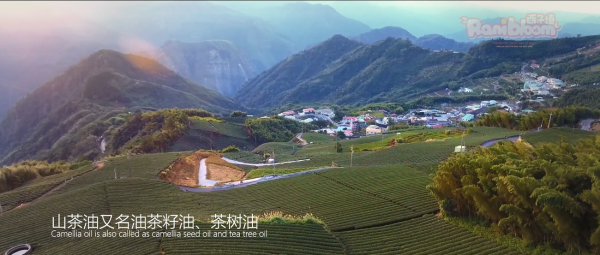 西子椿山茶油，多一份品质，多一份放心