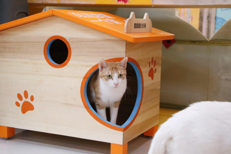 为爱定制“ 给流浪猫一个家” ，欧派年度公益项目爱心接力暖心圈粉