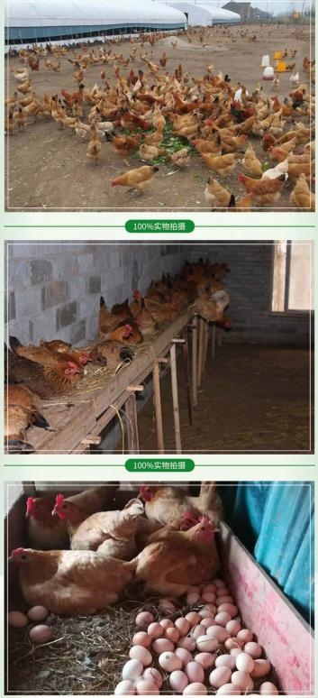 梦扬农场：货真价实的草鸡是如何产出的