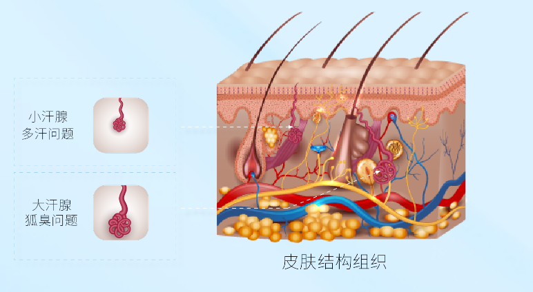 腋下皮肤组织.jpg