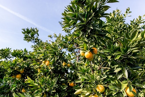 悠然夏日的沁人橙香，就在贵州首杨水果