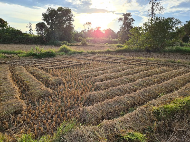 收割之后的老挝稻田.jpg