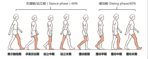 人体走路运动规律图图片