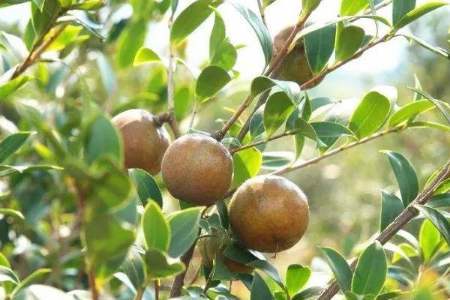 桐柏县:油茶为脱贫攻坚"添油加力",电商助推走向全国