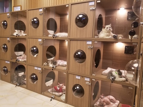 幺社领猫馆让领养猫咪更容易让猫咪行业更透明